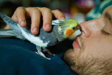 owner with her pet.funny cockatiel parrot.Beautiful photo of a bird. Ornithology.Funny...