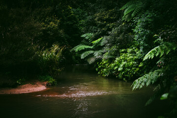 Stream through the rainforest