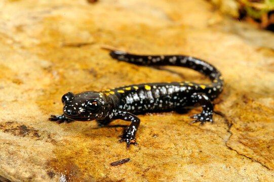 Caucasian salamander // Kaukasus-Salamander (Mertensiella caucasica)