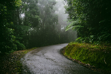 Misty morning in the mountain rainforest