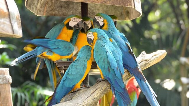 Macaw parrot resting peacefully