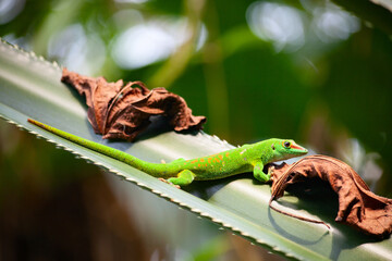 Green gecko