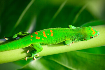 Green gecko