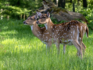 Two doe Vietnamese sika deer, Cervus nippon pseudaxis, It is one of the smaller subspecies. They were previously found in northern Vietnam but may now be extinct in the wild.
