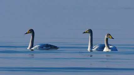 Singschwäne auf dem Bodensee kurz vor dem Rückflug in die Heimat, Whooper swans on Lake Constance...