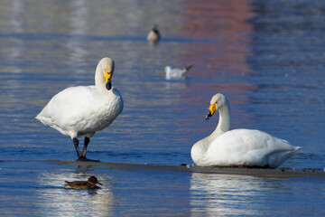 Fototapeta premium Singschwäne auf dem Bodensee kurz vor dem Rückflug in die Heimat, Whooper swans on Lake Constance shortly before returning home