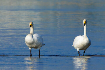 Singschwäne auf dem Bodensee kurz vor dem Rückflug in die Heimat, Whooper swans on Lake Constance shortly before returning home