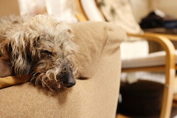 Naklejka na ściany i meble ソファで眠る16歳の老犬　ワイヤーへアードダックスフンド