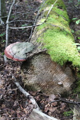 mushroom on a tree trunk