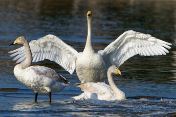 Singschwäne auf dem Bodensee kurz vor dem Rückflug in die Heimat, Whooper swans on Lake Constance shortly before returning home