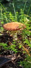 mushroom in the forest