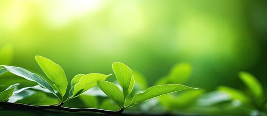 A close-up photograph of a beautiful green leaf with a blurred background of greenery in a garden,