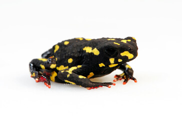 Bumblebee toad // Hummelkröte (Melanophryniscus stelzneri)