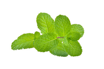 Mint leaves isolated on white background.