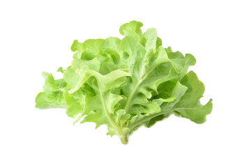 Green oak lettuce isolated on white background.