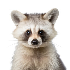 Obraz premium raccoon looking isolated on white