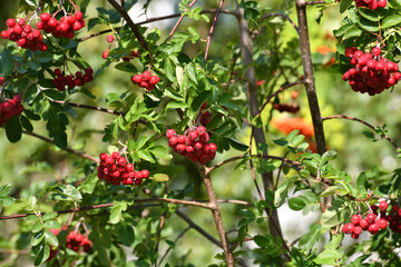Red Rowan branches with a lot of ripe berries