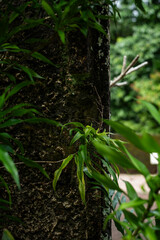 Vine growing up a tree in the rainforest