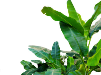 Banana leaves isolated on transparant background 
