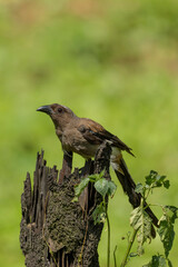 Grey treepie