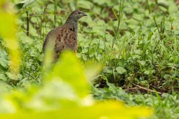 Chinese bamboo partridge
