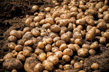 Close up shot of potatoes fresh from the field