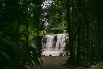 Mena Falls waterfall in the rainforest