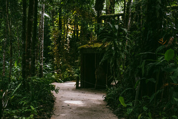 Moss covered ruins in the jungle