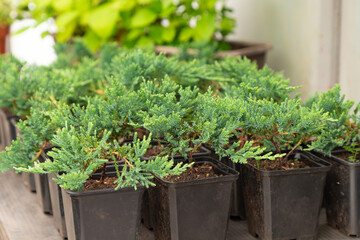 Juniper seedlings are in rows black plastic pots. Juniper bushes in garden shop.