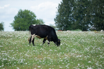 black cow is grazing in a green meadow with white flowers on a warm summer day and eating grass.