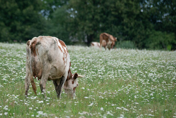 white cow with brown spots is grazing in a green meadow with white flowers on a warm summer day and eating grass.