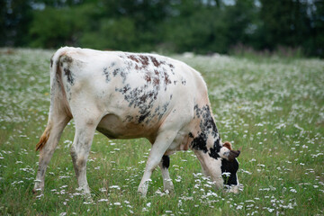 white cow with black spots is grazing in a green meadow with white flowers on a warm summer day and eating grass.