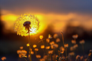 Macro of a dandelion in sunset