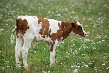 white with brown spots A baby cow is grazing in a green meadow with white flowers on a warm summer day.