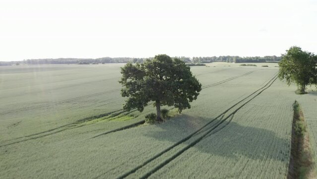 A drone shot moving backwards from a large tree at a fast pace over a crop field with large machinery tracks on a warm Summer day