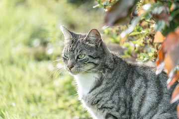 Beautiful grey cat with tripes chilling in the sun in a green and fresh garden 