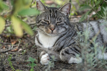 Beautiful grey cat with tripes chilling in the sun in a green and fresh garden 