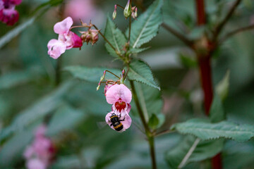 spring balsam pink flowers who pop seeds