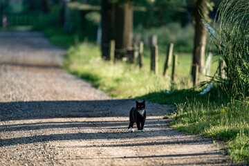 Obraz na płótnie Canvas Cat walking down the road