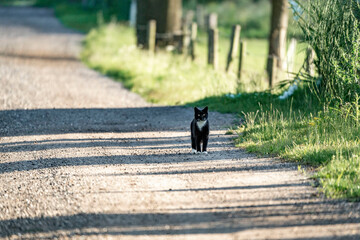Black cat walking a sand road