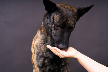 Brown dog shepherd executes a command on a dark red yellow background