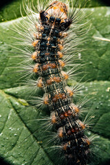 caterpillar on a leaf