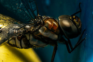 dragonfly close up