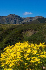 Fototapeta na wymiar Gorgeous Yellow Flowers with Tall Mountains in the Background