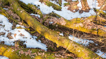 Partle declined broken oak tress in spring