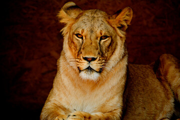 Obraz na płótnie Canvas Beautiful lioness Kiara poses for a photo