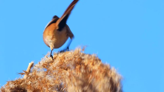 Wildlife - Birds. They feed on bearded reedling (Panurus biarmicus) birds, insects and reed seeds that live in large reeds in wetlands.