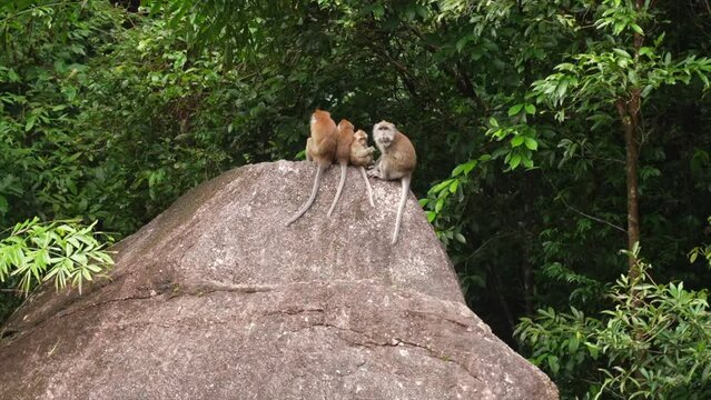 A pack of Macaque monkeys sitting on a rock in Langkawi, Malaysia
