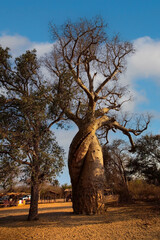 Vertical view of Baobab tree with blue sky background.