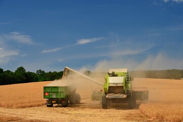 Obraz premium Combine harvester dumps harvested wheat into truck. Farm scene. Farming harvest season.